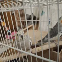 عروسی‌ هلندی