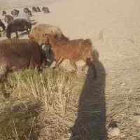 یگ گوسفند وسه بز|حیوانات مزرعه|بجنورد, |دیوار