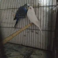 مرغ عشق مولد روی تخم