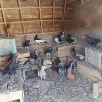 کبوتر|پرنده|لنجان, |دیوار