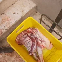 گوسفنده زنده و گوشت هم موجود میباشد|حیوانات مزرعه|رودهن, |دیوار