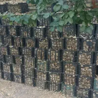سیر درشت سفید بسته بار