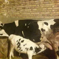 گاو و گوساله ماده سیمینتال