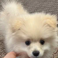 سگ  پامرین خرسی