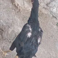 مرغ لاری کرچ شو