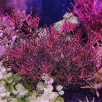 گیاه آکواریوم پلنت قیمت بسیار مناسب و کیفیت بالا|ماهی|تهران, جردن|دیوار