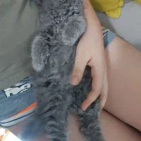 گربه پرشین فلت رنگ طوسی