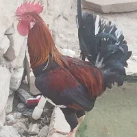 خروس