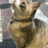 گربه ماده گمشده|حیوانات|رشت, خمیران زاهدان|دیوار