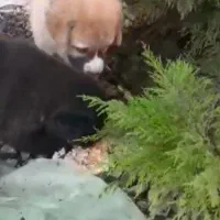 واگذاری فوری سگ مادر و دوتا توله اش