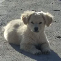 فروش توله سگ‌ اشپیتز|سگ|تهران, پونک|دیوار