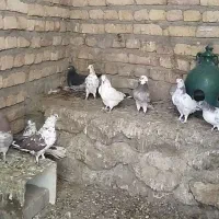 کبوتر|پرنده|خوانسار, |دیوار