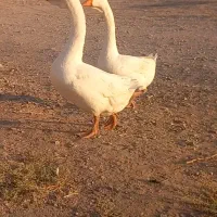 قوغار اصیل|حیوانات مزرعه|بشاریات, |دیوار