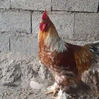 برهما|حیوانات مزرعه|مشگین شهر, |دیوار