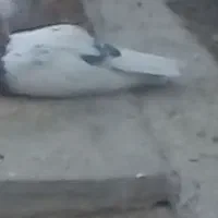 کله ای کشیده