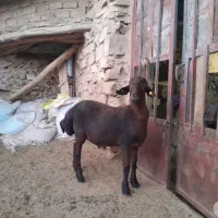 بره همو|حیوانات مزرعه|شیروان (خراسان), |دیوار