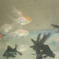 ماهی گوپی مولی سوارتل گلدفیش کت فیش کوریدوراس|ماهی|تهران, گلستان (شهرک راه آهن)|دیوار