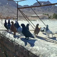 نر سوراخ|پرنده|چترود, |دیوار