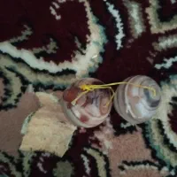مهره برد|کلکسیون اشیاء عتیقه|دهدشت, |دیوار