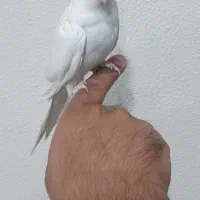 ماده البینو