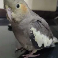 عروس هلندی گمشده|حیوانات|اهواز, کوی فرهنگیان ۱|دیوار