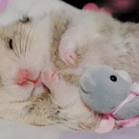 همستر پشمالو عروسکی انواع نژاد غذا چرخ فلک پوشال