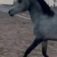 فروش اسب اصیل عرب دو سر عرب خالص