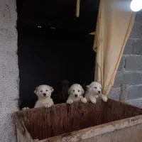 توله سگ سفید آلابای