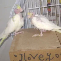 عروس چشم شرابی مفت مفت|پرنده|تربت جام, میان جام|دیوار