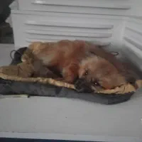 توله سگ ۶ ماهه بسیار باهوش وحرف گوش کن