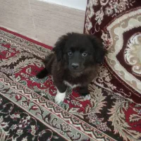 واگذاری سگ|سگ|شیراز, شهرک بزین|دیوار