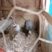 فروش مرغ شاخدار|حیوانات مزرعه|شیراز, گلشن|دیوار