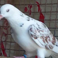 کبوتر
