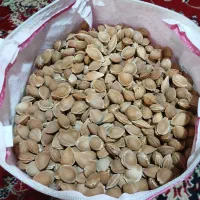 دانه زردآلو