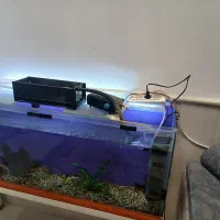 آکواریوم|ماهی|نیشابور, مازول|دیوار