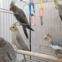 فروش 8عددعروس هلندی  مولد و همراه با جوجه|پرنده|تهران, شهرک طالقانی|دیوار