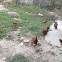 تعدادی جوجه ومرغ