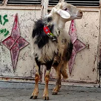 شیشک قوچ عتیقه|حیوانات مزرعه|بروجرد, |دیوار