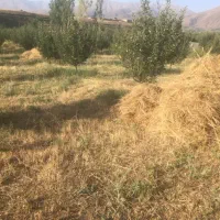 علف بسته شده باغچه