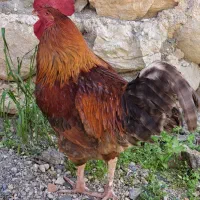 خروس محلی|حیوانات مزرعه|گلوگاه, |دیوار