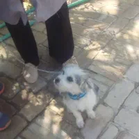 سگ تربیت شده پاکوتاه