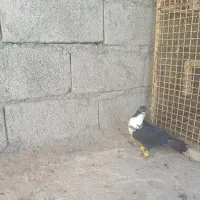 کبوترتاختی|پرنده|ایرانشهر, |دیوار