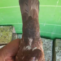 سینه سرخ نر|پرنده|فیروزآباد (فارس), |دیوار