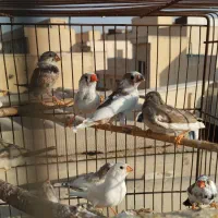 فنچ دونه ای100|پرنده|تهران, پرستار|دیوار