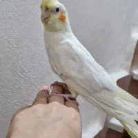 عروس هلندی|پرنده|لنگرود, |دیوار