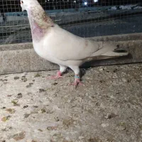 سرور گرفتنی