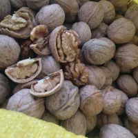 گردو تک 595