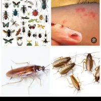 سمپاشی اول تهران سم سوسک وساس درتمام نقاط تهران