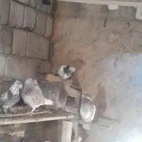 کفتر‌فروشی|پرنده|فریدونشهر, |دیوار