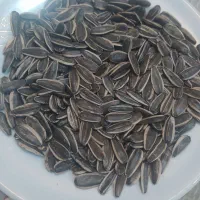 فروش تخمه آفتابگردان درجه یک و ممتاز